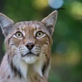 Luchs_5_20160705.jpg