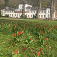 Badehaus_Frühling_Tulpen__2021_BS.JPG