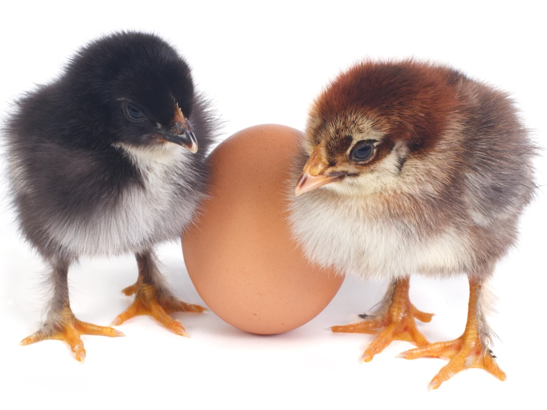 Two fluffy chicken stand near the eggs isolated on white Two fluffy chicken stand near the eggs isolated on white