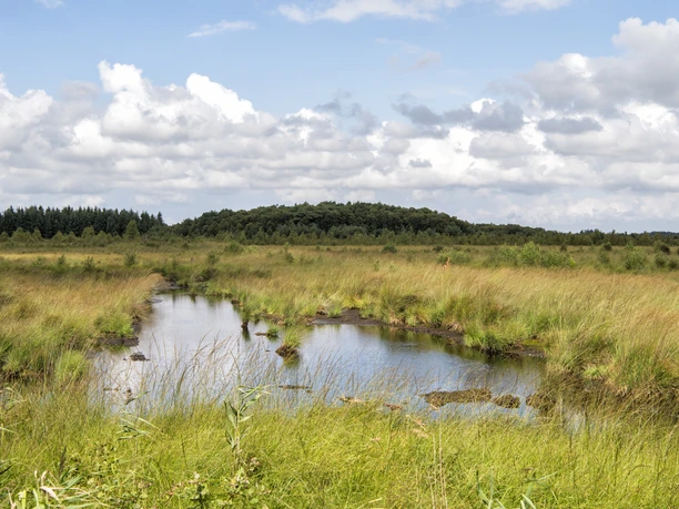 Cuxland, Ahlenmoor Weite Moorlandschaft mit Wasserfläche, hohen Gräsern und Wolkenhimmel im Ahlenmoor