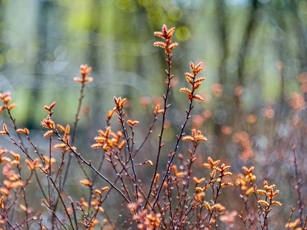 Knospen vom Gagelstrauch Ahlenmoor Leuchtende Knospen des Gagelstrauchs im Ahlenmoor vor sanft verschwommenem Moorwald