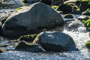 Wasseramsel(c)Tourist-Info_klein