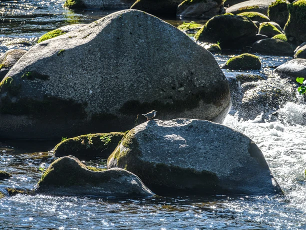 Wasseramsel