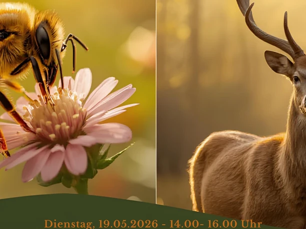 Bienen und Rotwild 19.05.2026