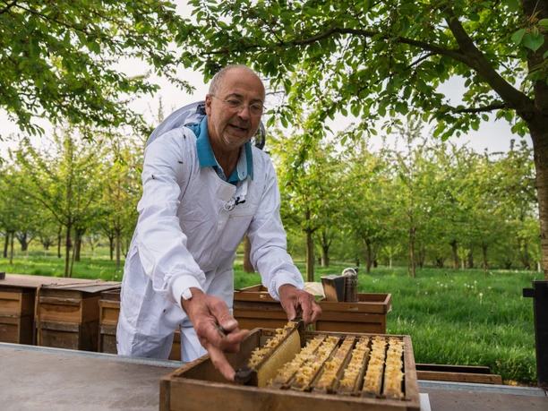 Bienen 1639