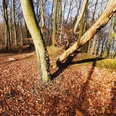 Wald mit Herbstlaub.jpg