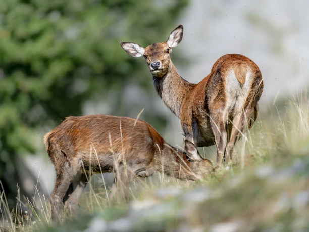 © @ Marco Schaffner, All Rights Reserved