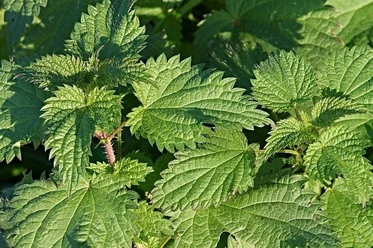 stinging-nettles-2915445_640