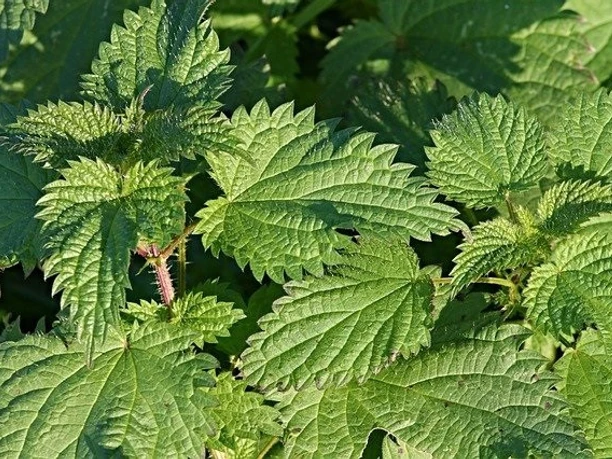 stinging-nettles-2915445_640