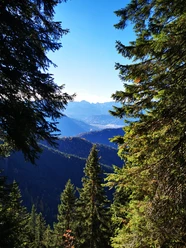 Vom Gipfel bis ins Tal_Der Bergwald in Bewegung.jpg