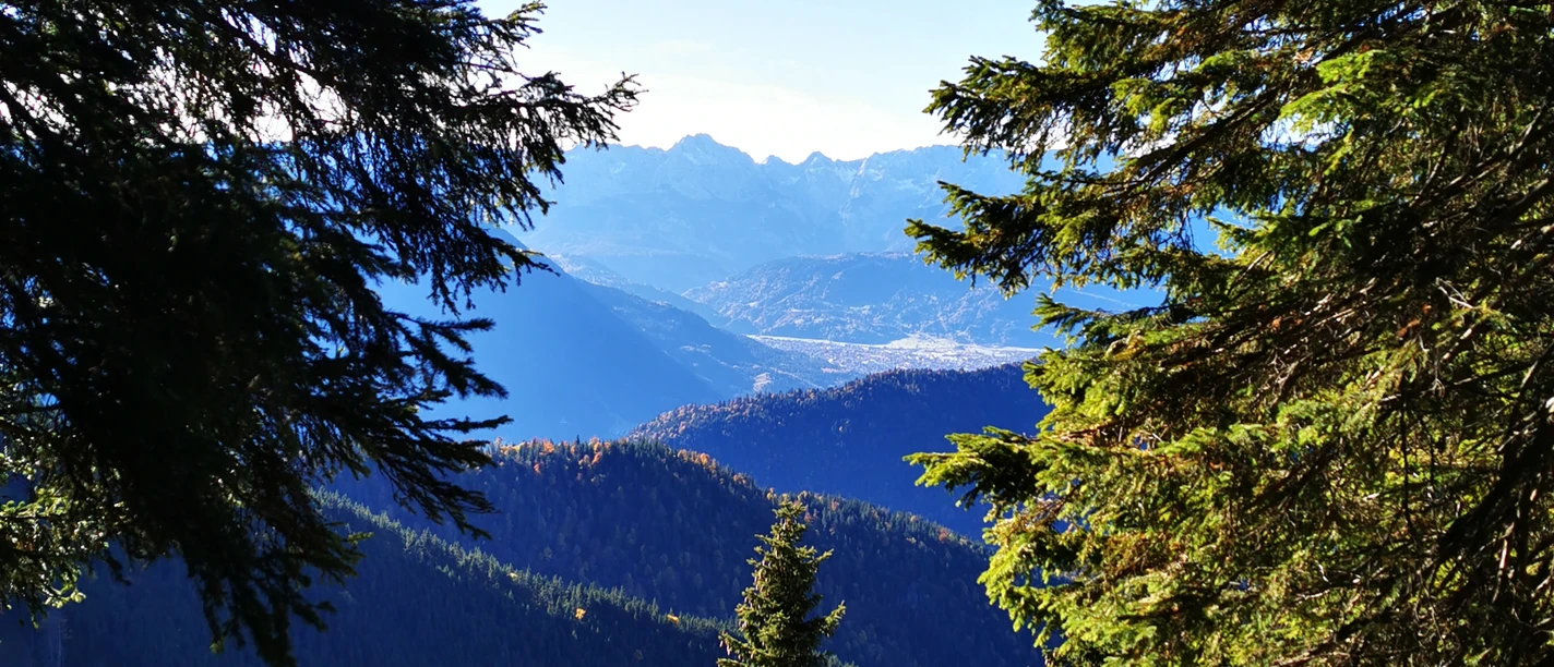 Vom Gipfel bis ins Tal_Der Bergwald in Bewegung.jpg
