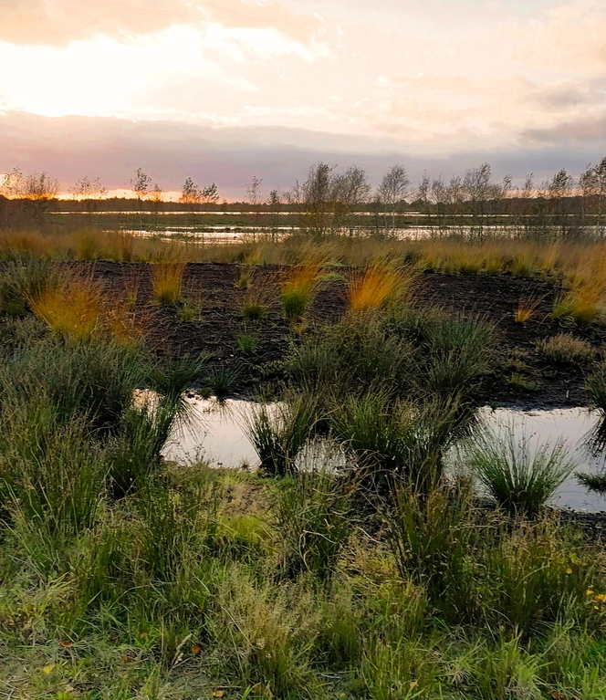 Abendstimmung im wilden Moor.jpg