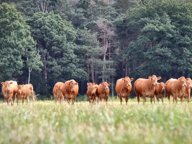 Limousin Cattle Pasture