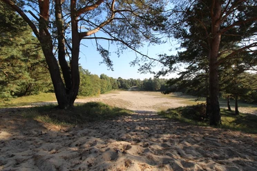 Besenhorster Sandberge in Geesthacht Ein sandiger Weg zwischen Bäumen. Die Sonne scheint.