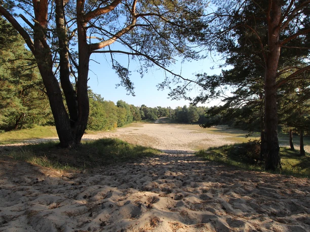 Besenhorster Sandberge in Geesthacht Ein sandiger Weg zwischen Bäumen. Die Sonne scheint.