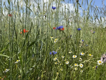 Sommerliche Blumenwiese im Wind.