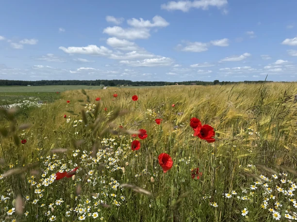 Ein Feld mit blauem Himmel. Rote Mohnblumen wehen im Wind.