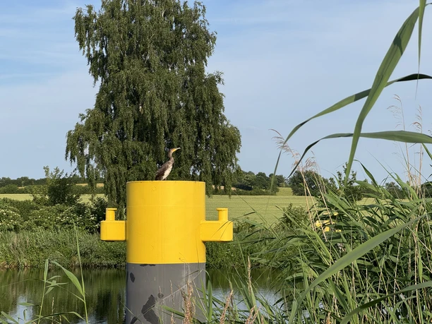 Ein Kormoran sitzt auf einem Pfahl an der Schleuse Behlendorf bei Berkenthin. Im Hintergrund ist der Elbe-Lübeck-Kanal zu sehen.