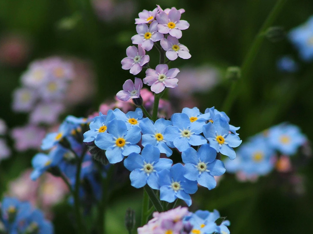 Vergissmeinnichttag.jpg Blaue und rosafarbene Vergissmeinnicht mit gelber Mitte vor grünem Hintergrund