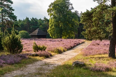 Heideblüte in der Osterheide