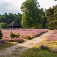 Heideblüte in der Osterheide
