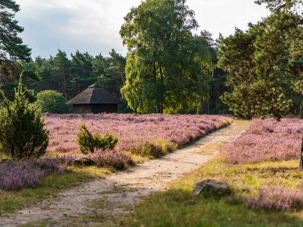 Heideblüte in der Osterheide