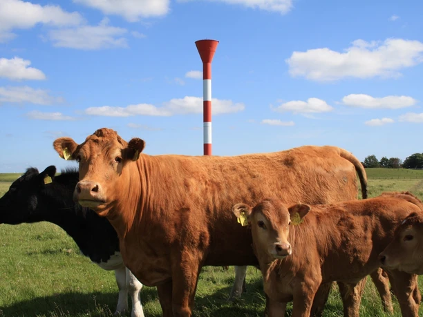 mutterkuehe-hof-marienthal.jpg Mutterkühe auf Hof Marienthal im Nordseebad Otterndorf