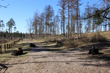 Wistinghauser Senne Rinder auf dem Wanderweg .JPG