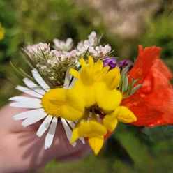 Blumenstrauß