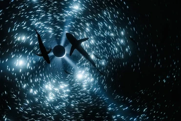 © Julian Charrière, Midnight Zone (Videostill), 2024, © der Künstler / VG Bild-Kunst, Bonn 2026