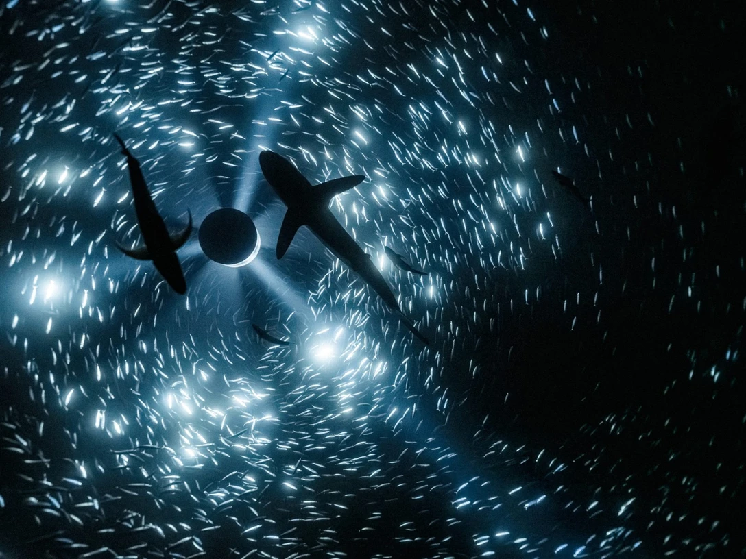 © Julian Charrière, Midnight Zone (Videostill), 2024, © der Künstler / VG Bild-Kunst, Bonn 2026