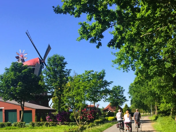 Radfahrer im Mai entlang der Mühle Rhaude, Gemeinde Rhauderfehn Drei Radfahrer fahren auf einem von Bäumen gesäumten Weg neben einer historischen Windmühle bei klarem Himmel