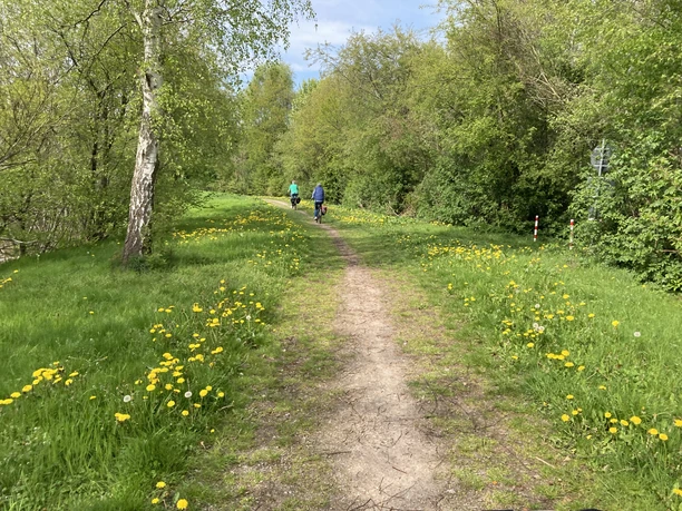 Radfahrer im Mai entlang der Mühle Rhaude, Gemeinde Rhauderfehn Zwei Radfahrer auf einem schmalen Weg umgeben von grüner Wiese mit Löwenzahn und Bäumen