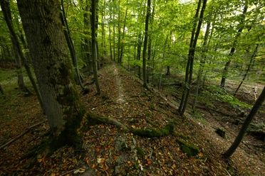 Die Wallburg