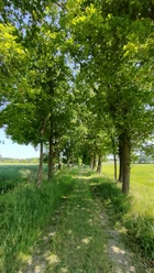 Pastorenweg Grüner, von Bäumen gesäumter Wiesenweg verläuft geradeaus zwischen Feldern unter blauem Himmel.