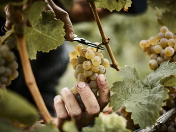 HOFGUT_WÖRNER_151210