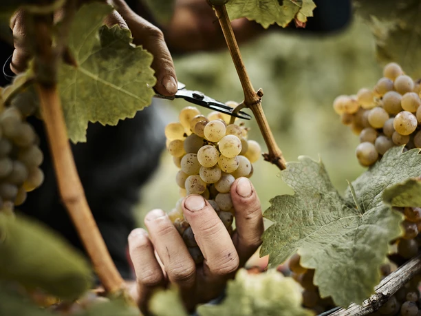 HOFGUT_WÖRNER_151210