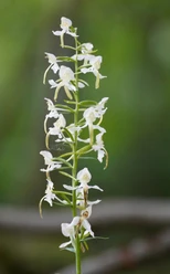 Waldhyazinthe
