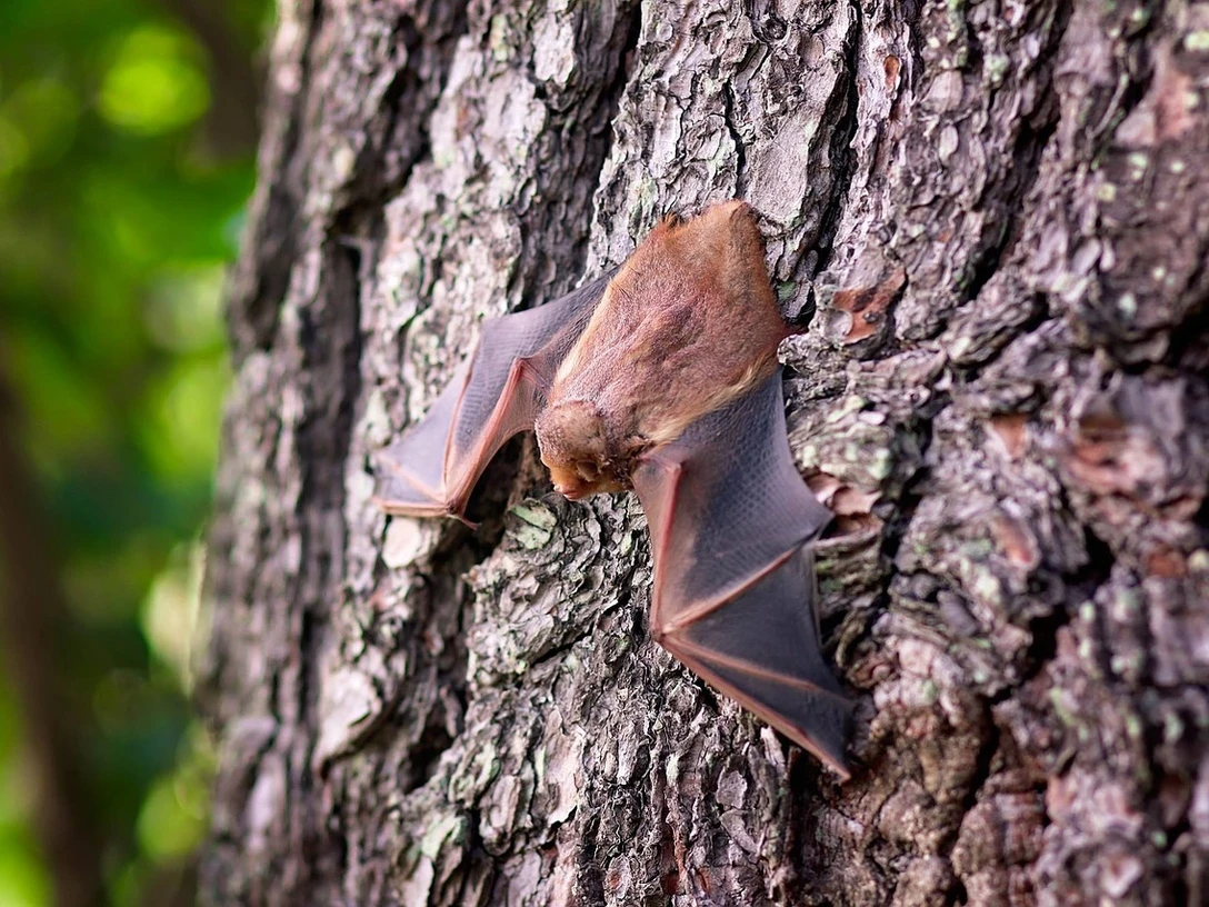 Fledermaus am Baum