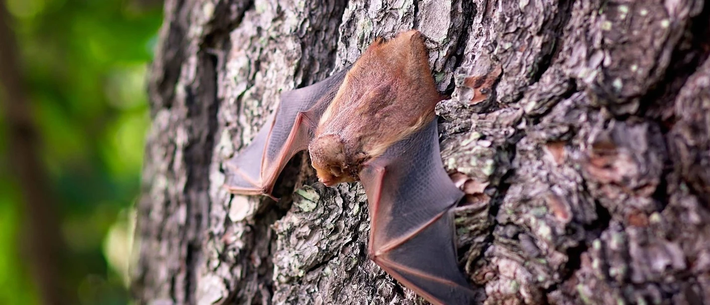 Fledermaus am Baum
