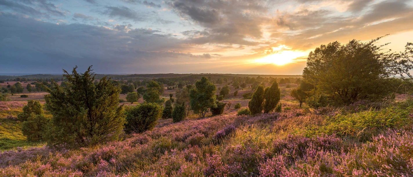 Heideblüte in der Lüneburger Heide im August und September Blühende Heidelandschaft am Wilseder Berg während der Heideblüte in der Lüneburger Heide im Spätsommer