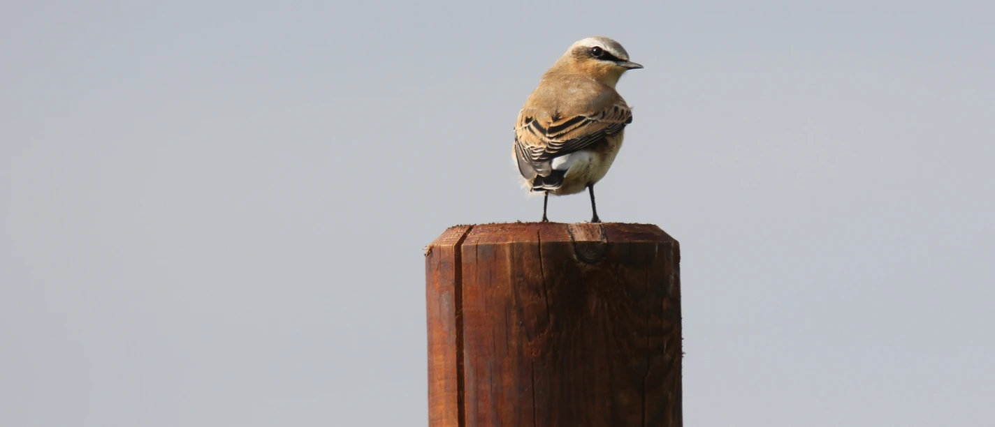 Zugvogelbeobachtung Rangerinnen