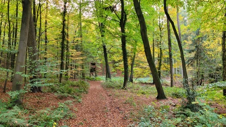 Stemweder Berg Waldweg mit Laub bedeckt, umgeben von hohen Bäumen, kleine Hütte im Hintergrund
