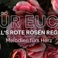 Rosen-regnen-Konzert.jpg