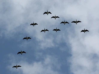 vogelzug