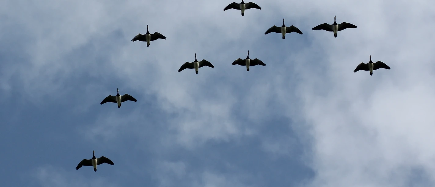 vogelzug