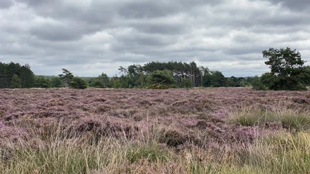 Küstenheide (11).jpeg