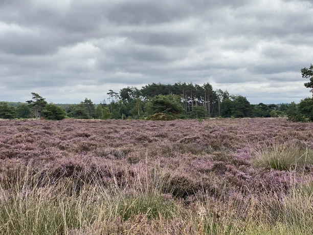 Küstenheide (11).jpeg