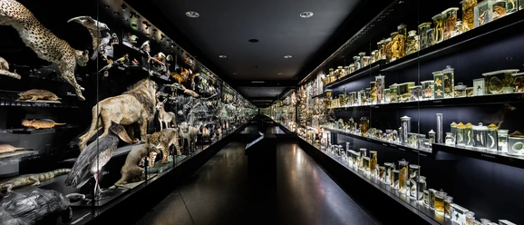 Staatliches_Naturhistorisches_Museum_BS.jpg