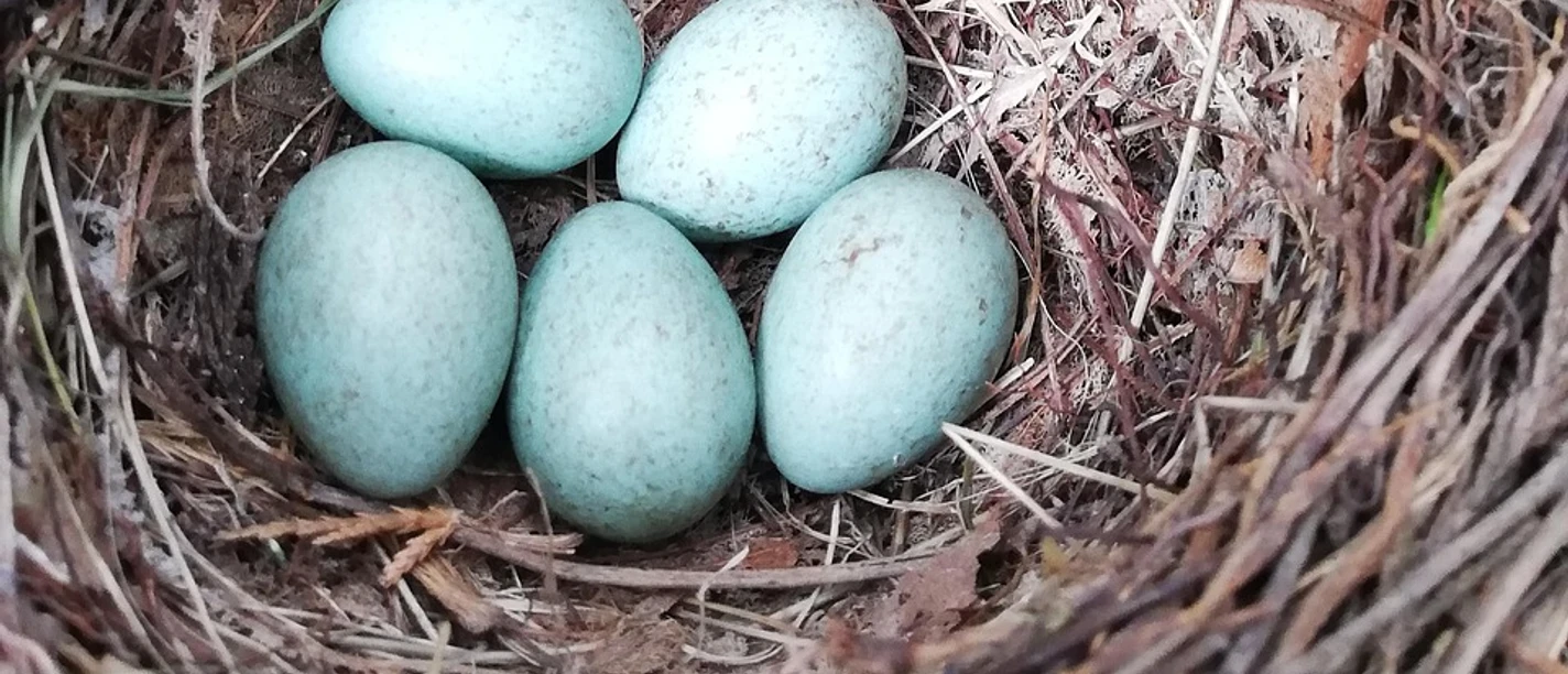 Vogelnest Amsel Vogelei, Amsel, Nest